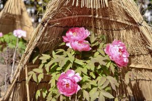 徳川園、牡丹、2月の冬の花、名古屋市東区の観光・撮影スポットの画像と写真