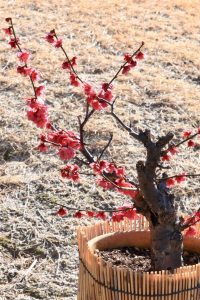 徳川園、梅、2月の冬の花、名古屋市東区の観光・撮影スポットの画像と写真