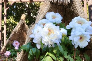 徳川園、牡丹、2月の冬の花、名古屋市東区の観光・撮影スポットの画像と写真