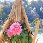 徳川園、牡丹、2月の冬の花、名古屋市東区の観光・撮影スポットの画像と写真