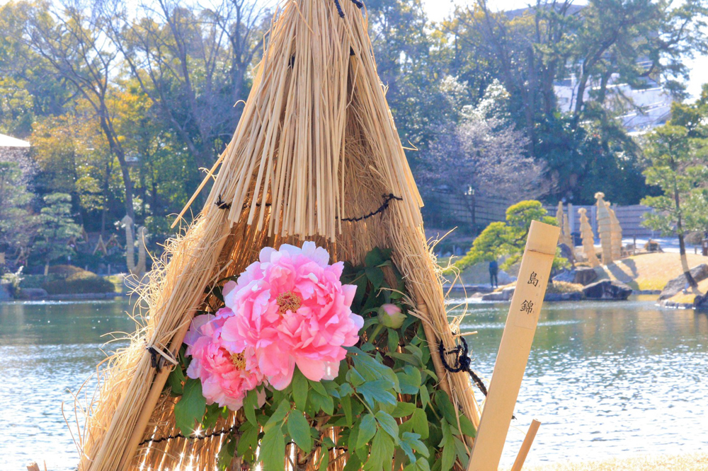 徳川園、牡丹、2月の冬の花、名古屋市東区の観光・撮影スポットの画像と写真
