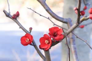 徳川園、梅、2月の冬の花、名古屋市東区の観光・撮影スポットの画像と写真