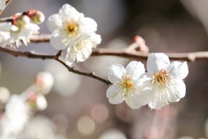 徳川園、梅、2月の冬の花、名古屋市東区の観光・撮影スポットの画像と写真
