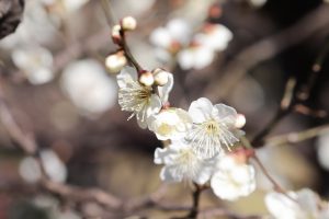 徳川園、梅、2月の冬の花、名古屋市東区の観光・撮影スポットの画像と写真