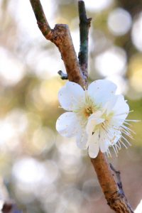 徳川園、梅、2月の冬の花、名古屋市東区の観光・撮影スポットの画像と写真