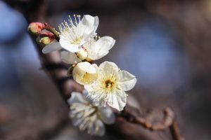徳川園、梅、2月の冬の花、名古屋市東区の観光・撮影スポットの画像と写真