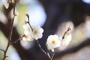 徳川園、梅、2月の冬の花、名古屋市東区の観光・撮影スポットの画像と写真