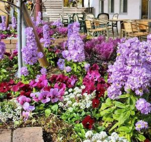 安城産業文化公園 デンパーク,2月冬の花、愛知県安城市の観光・撮影スポットの画像と写真