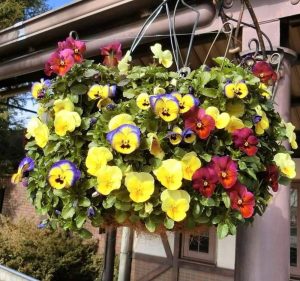 安城産業文化公園 デンパーク,2月冬の花、愛知県安城市の観光・撮影スポットの画像と写真