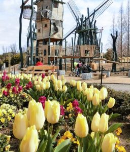 安城産業文化公園 デンパーク,1月冬の花、愛知県安城市の観光・撮影スポットの画像と写真