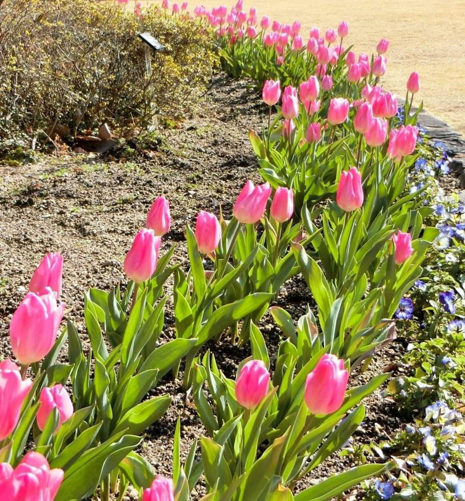 安城産業文化公園 デンパーク,2月冬の花、愛知県安城市の観光・撮影スポットの画像と写真