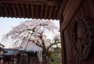 円明寺、しだれ桜、3月春の花、愛知県犬山市の観光・撮影スポットの画像と写真
