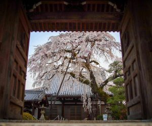 円明寺、しだれ桜、3月春の花、愛知県犬山市の観光・撮影スポットの画像と写真