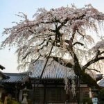 円明寺、しだれ桜、3月春の花、愛知県犬山市の観光・撮影スポットの画像と写真