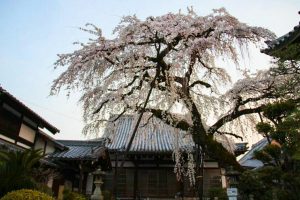 円明寺、しだれ桜、3月春の花、愛知県犬山市の観光・撮影スポットの画像と写真