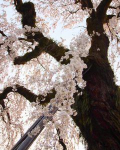 円明寺、しだれ桜、3月春の花、愛知県犬山市の観光・撮影スポットの画像と写真