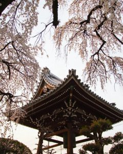 円明寺、しだれ桜、3月春の花、愛知県犬山市の観光・撮影スポットの画像と写真