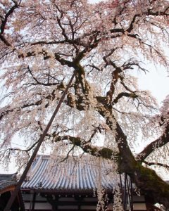 圓明寺、しだれ桜、3月春の花、愛知県犬山市の観光・撮影スポットの画像と写真