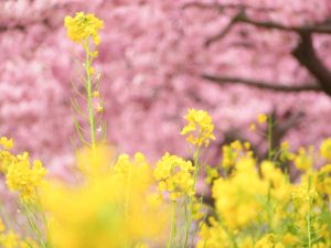 西古瀬川の河津桜並木、3月春の花、愛知県豊川市の観光・撮影スポットの画像と写真
