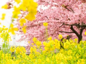 西古瀬川の河津桜並木、3月春の花、愛知県豊川市の観光・撮影スポットの画像と写真