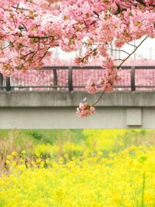 西古瀬川の河津桜並木、3月春の花、愛知県豊川市の観光・撮影スポットの画像と写真