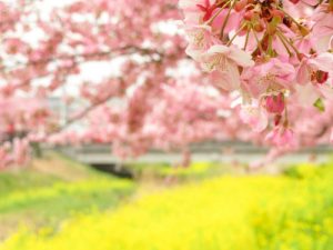 西古瀬川の河津桜並木、3月春の花、愛知県豊川市の観光・撮影スポットの画像と写真