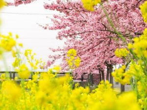 西古瀬川の河津桜並木、3月春の花、愛知県豊川市の観光・撮影スポットの画像と写真