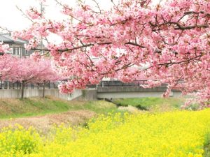 西古瀬川の河津桜並木、3月春の花、愛知県豊川市の観光・撮影スポットの画像と写真