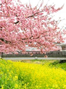西古瀬川の河津桜並木、3月春の花、愛知県豊川市の観光・撮影スポットの画像と写真