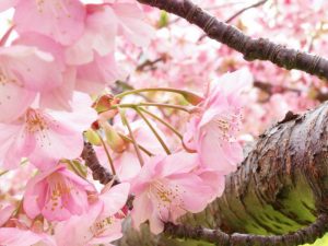 西古瀬川の河津桜並木、3月春の花、愛知県豊川市の観光・撮影スポットの画像と写真
