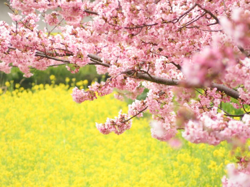 西古瀬川の河津桜並木、3月春の花、愛知県豊川市の観光・撮影スポットの画像と写真