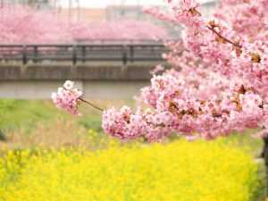 西古瀬川の河津桜並木、3月春の花、愛知県豊川市の観光・撮影スポットの画像と写真