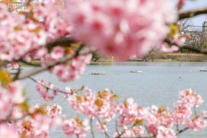 二ツ池公園、河津桜、愛知県大府市の観光・撮影スポットの画像と写真
