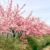 二ツ池公園、河津桜、愛知県大府市の観光・撮影スポットの画像と写真