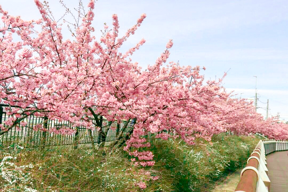 二ツ池公園、河津桜、愛知県大府市の観光・撮影スポットの画像と写真