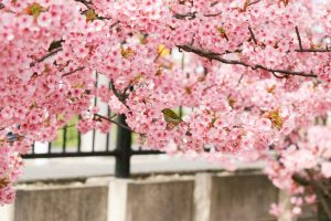 二ツ池公園、河津桜、愛知県大府市の観光・撮影スポットの画像と写真
