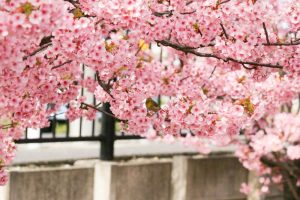 二ツ池公園、河津桜、愛知県大府市の観光・撮影スポットの画像と写真