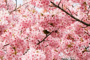 二ツ池公園、河津桜、愛知県大府市の観光・撮影スポットの画像と写真