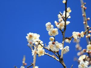 岐阜梅林公園、2月春の花、岐阜県岐阜市の観光・撮影スポットの画像と写真