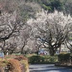 岐阜梅林公園、2月春の花、岐阜県岐阜市の観光・撮影スポットの画像と写真