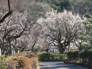 岐阜梅林公園、2月春の花、岐阜県岐阜市の観光・撮影スポットの画像と写真