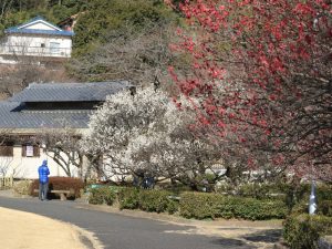 岐阜梅林公園、2月春の花、岐阜県岐阜市の観光・撮影スポットの画像と写真