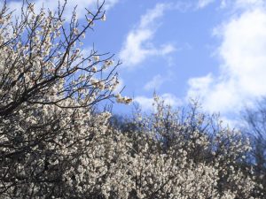 岐阜梅林公園、2月春の花、岐阜県岐阜市の観光・撮影スポットの画像と写真