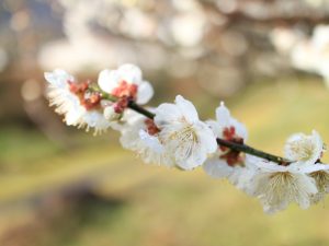 岐阜梅林公園、2月春の花、岐阜県岐阜市の観光・撮影スポットの画像と写真