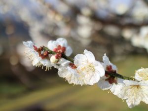 岐阜梅林公園、2月春の花、岐阜県岐阜市の観光・撮影スポットの画像と写真