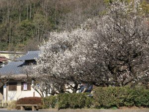 岐阜梅林公園、2月春の花、岐阜県岐阜市の観光・撮影スポットの画像と写真