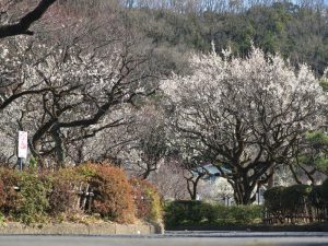 岐阜梅林公園、2月春の花、岐阜県岐阜市の観光・撮影スポットの画像と写真