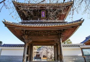 行福寺、しだれ桜、3月春の花、愛知県豊田市の観光・撮影スポットの画像と写真
