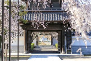 行福寺、しだれ桜、3月春の花、愛知県豊田市の観光・撮影スポットの画像と写真