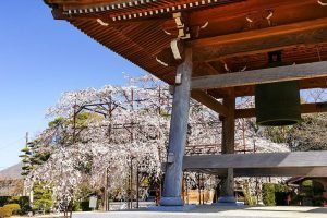 行福寺、しだれ桜、3月春の花、愛知県豊田市の観光・撮影スポットの画像と写真